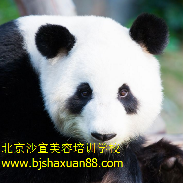 美容学校排行榜,北京美容学校排行榜